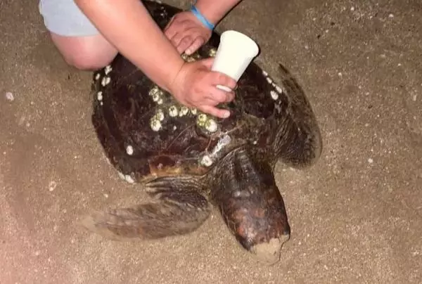 Caretta carettaya eziyet eden turistlere para cezası