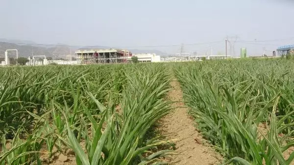 AYDIN ÇEVRECİLERDEN, MENDERES İÇİN 'TEHLİKE KAPIDA' UYARISI