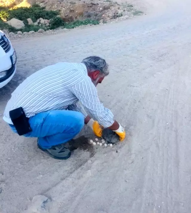 Kaplumbağa yol ortasına yumurtladı