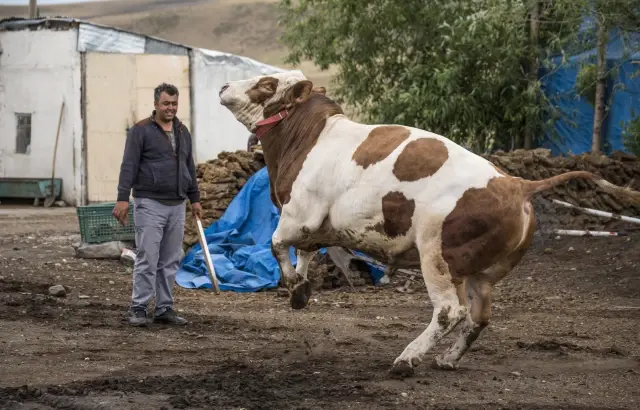 1 ton 100 kilogramlık 'Şampiyon' adlı tosun 34 bin liradan satışa sunuldu