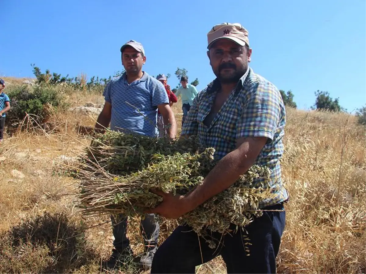Kilis'te kekik hasadı başladı