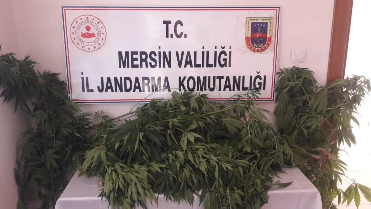 Mersin'de ev ve bahçelerinde Hint keneviri yetiştiren 3 zanlı yakalandı