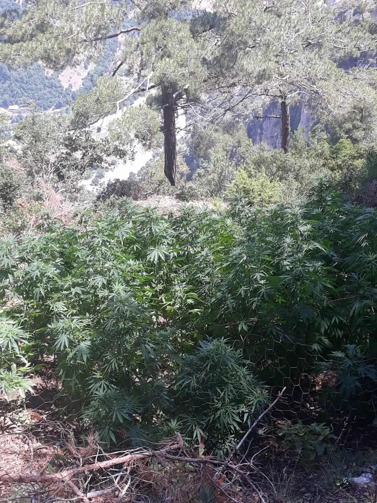 Osmaniye'de 8 kilogram esrar ile 680 kök Hint keneviri ele geçirildi