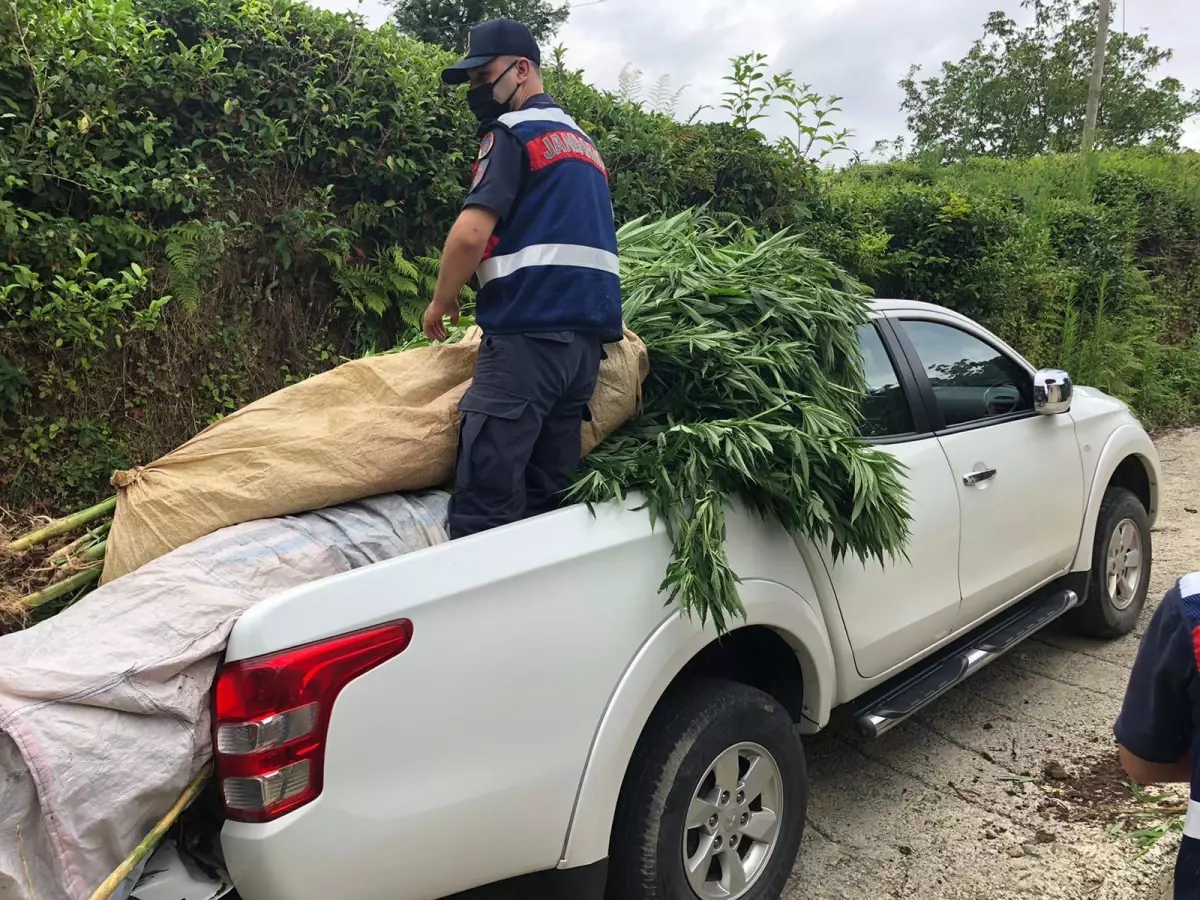 Rize'de 10 kilo 253 gram esrar ve bir miktar Hint keneviri bitkisi ele geçirildi