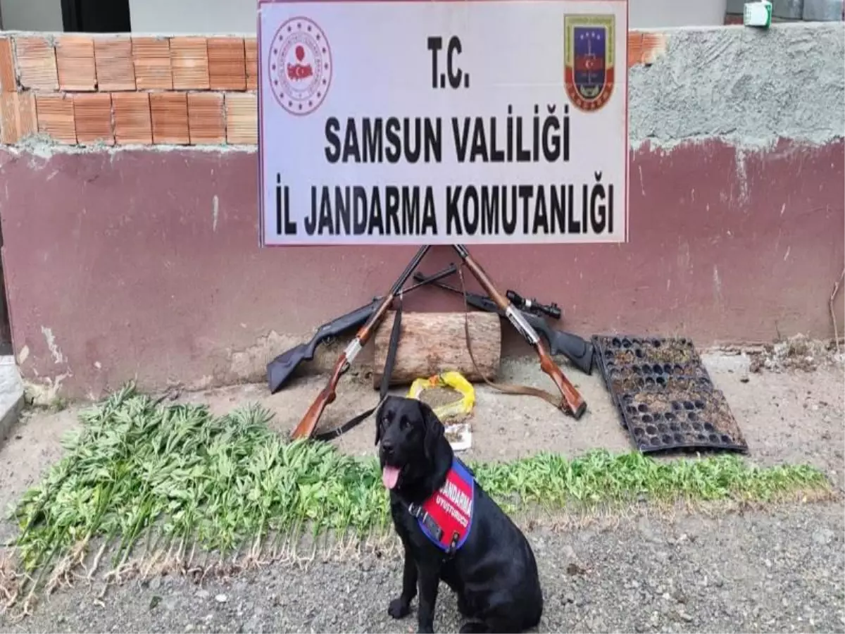 105.045 Kök Kenevir Bitkisi Ele Geçirilerek 16 Şüpheli Şahıs Gözaltına Alınmıştır