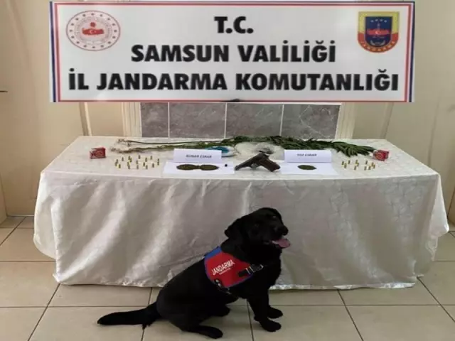 105.045 Kök Kenevir Bitkisi Ele Geçirilerek 16 Şüpheli Şahıs Gözaltına Alınmıştır