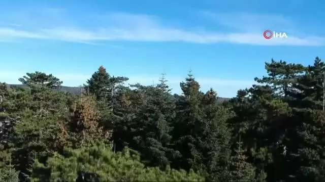 Tarihin yönünü değiştiren ağaç