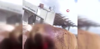 Tokat'ta 6 inek kuyrukları kesilmiş olarak bulundu