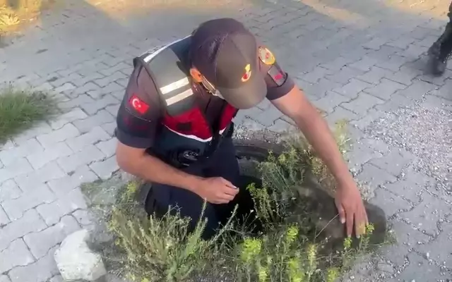 Yağmur suyu drenaj kanalına düşen yavru kediyi jandarma ekipleri kurtardı