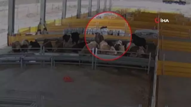 Yere düşüp kalan 1 tonluk kurbanlığa kalp masajı