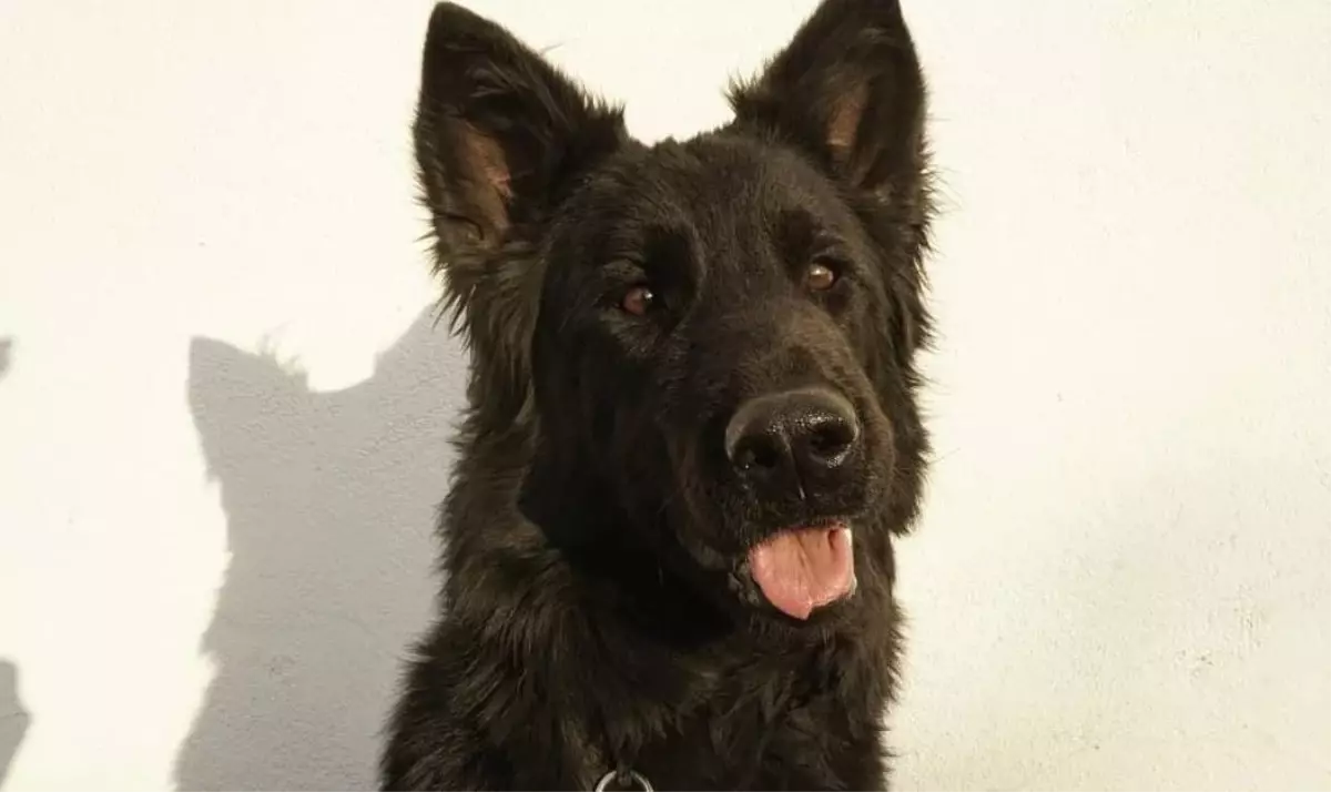 Yılın En İyi Köpek Eğitim Merkezi Pet Okulu Seçildi