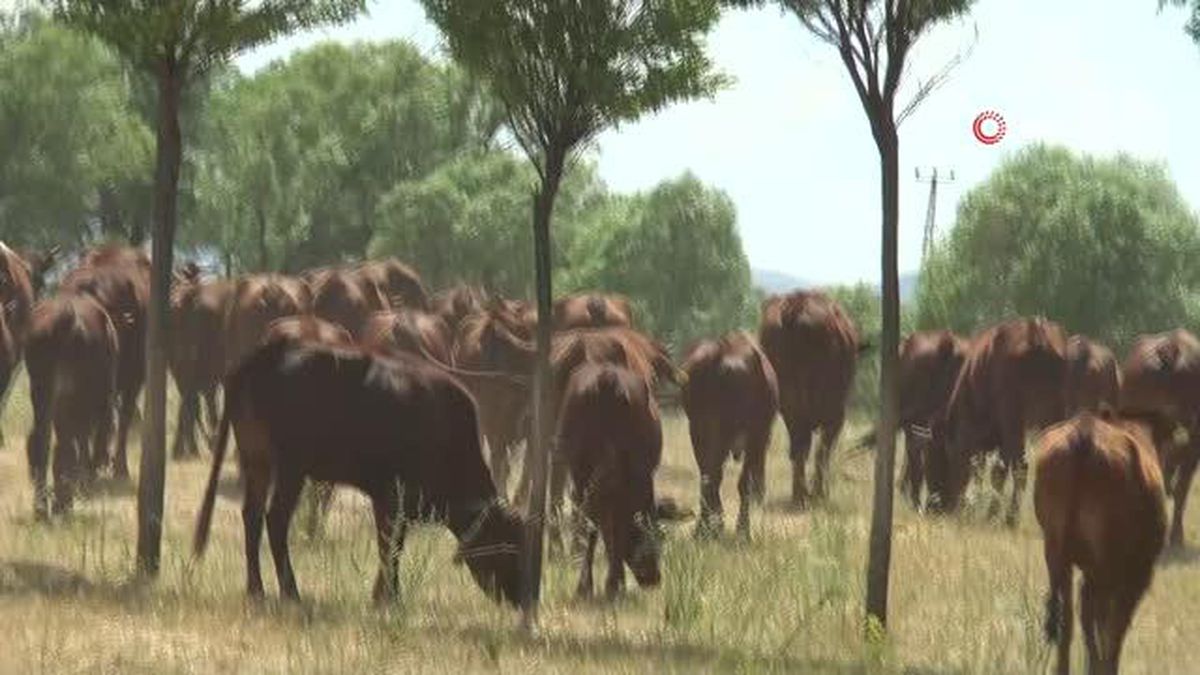 4 bin yıllık geçmişi olan yerli sığır ırkı 'Doğu Anadolu kırmızısı' koruma altına alındı