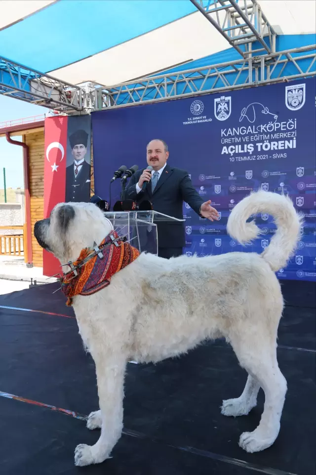 Son dakika haberi... Bakan Varank, Sivas kangal köpeğinin ırkını koruyacak merkezin açılışını yaptı