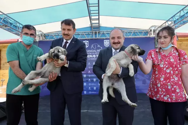 Son dakika haberi... Bakan Varank, Sivas kangal köpeğinin ırkını koruyacak merkezin açılışını yaptı