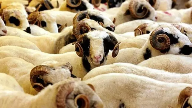 Diyanet'ten kredi kartıyla kurbanlık alanlara 'faizli işlemler yapmayın' uyarısı Diyanet'ten kredi kartıyla kurbanlık alanlara 'faizli işlemler yapmayın' uyarısı