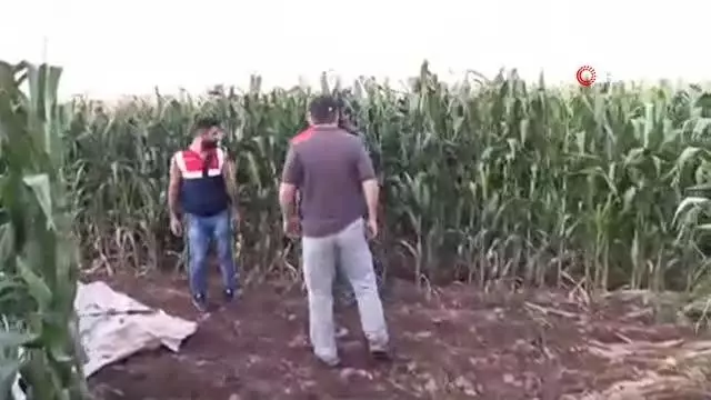 Mısır tarlasında uyuşturucu operasyonu