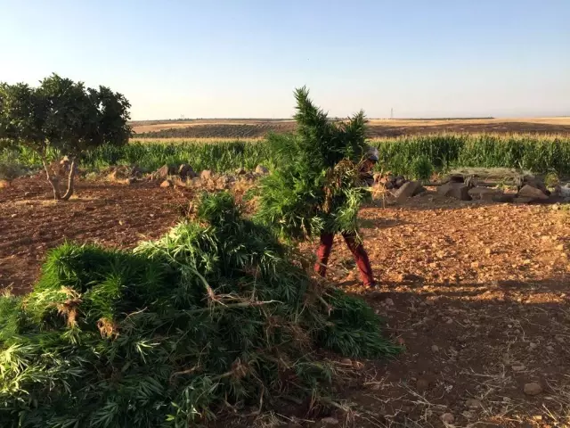 ŞANLIURFA - Mısır tarlasında 190 bin kök Hint keneviri ele geçirildi