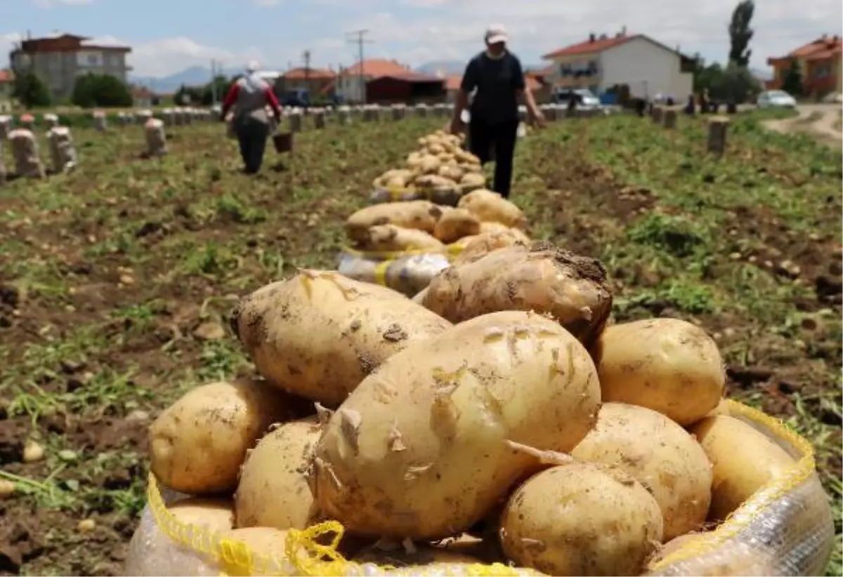 'Sandıklı'da patates üretimi yüzde 30 azaldı'