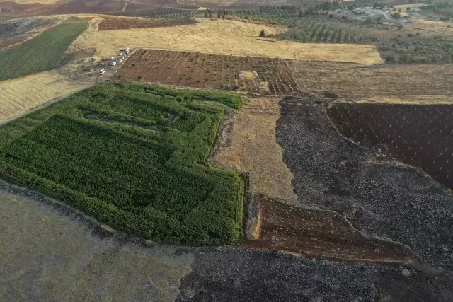 ŞANLIURFA - Mısır tarlasında 190 bin kök Hint keneviri ele geçirildi