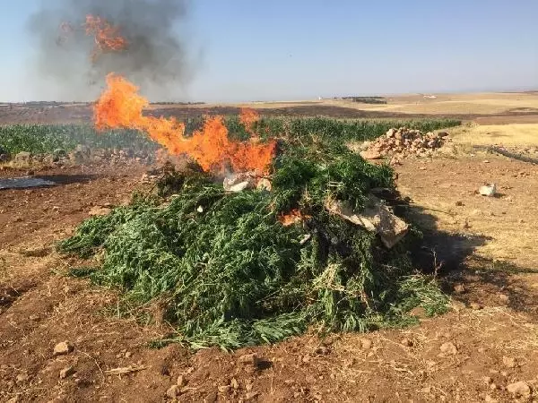 ŞANLIURFA - Mısır tarlasında 190 bin kök Hint keneviri ele geçirildi