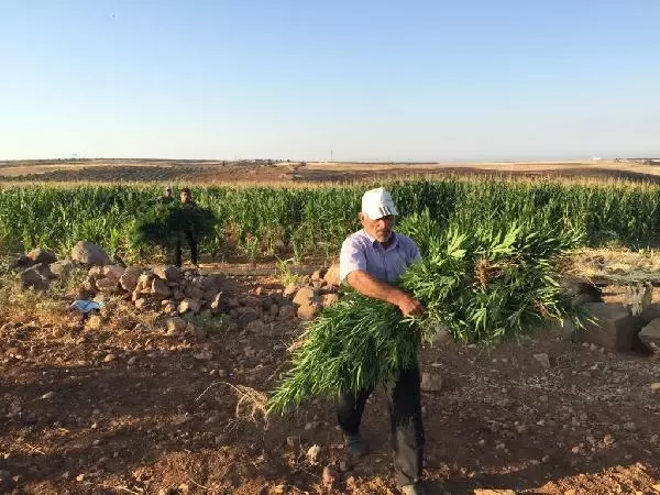 ŞANLIURFA - Mısır tarlasında 190 bin kök Hint keneviri ele geçirildi