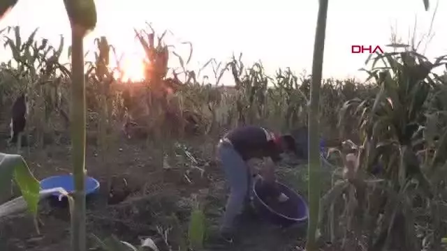 ŞANLIURFA'DA UYUŞTURUCU OPERASYONUNDA 3 KİŞİ TUTUKLANDI