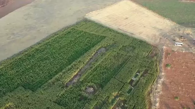 ŞANLIURFA - Mısır tarlasında 190 bin kök Hint keneviri ele geçirildi