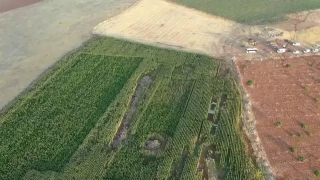 ŞANLIURFA - Mısır tarlasında 190 bin kök Hint keneviri ele geçirildi