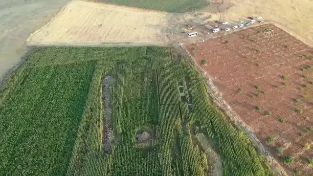 ŞANLIURFA - Mısır tarlasında 190 bin kök Hint keneviri ele geçirildi