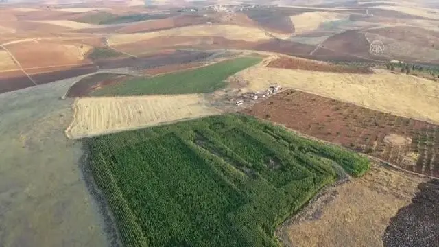 ŞANLIURFA - Mısır tarlasında 190 bin kök Hint keneviri ele geçirildi