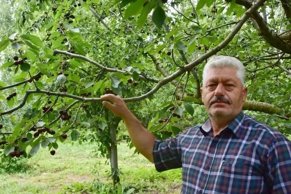 AKŞEHİR KİRAZI, DÜNYA PAZARINDA