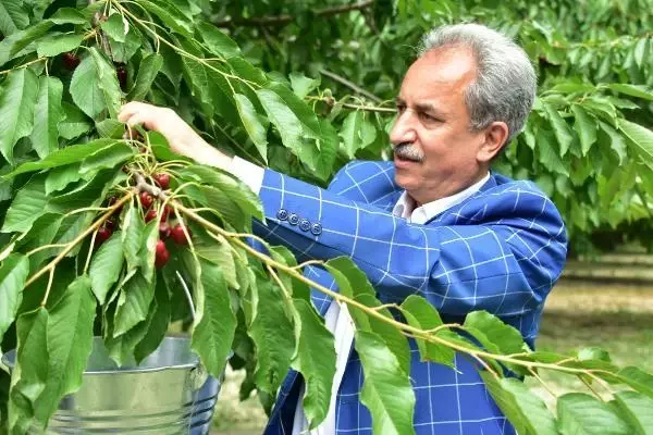 AKŞEHİR KİRAZI, DÜNYA PAZARINDA