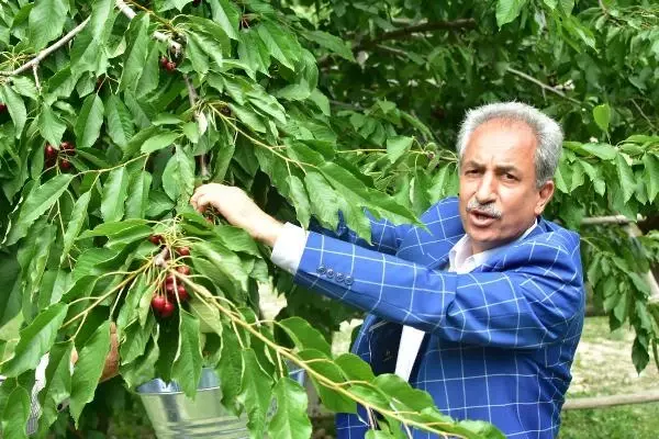 AKŞEHİR KİRAZI, DÜNYA PAZARINDA