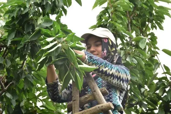 AKŞEHİR KİRAZI, DÜNYA PAZARINDA