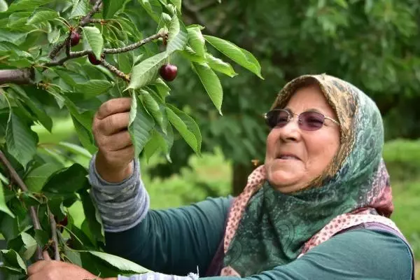 AKŞEHİR KİRAZI, DÜNYA PAZARINDA