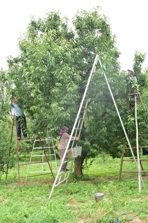 AKŞEHİR KİRAZI, DÜNYA PAZARINDA