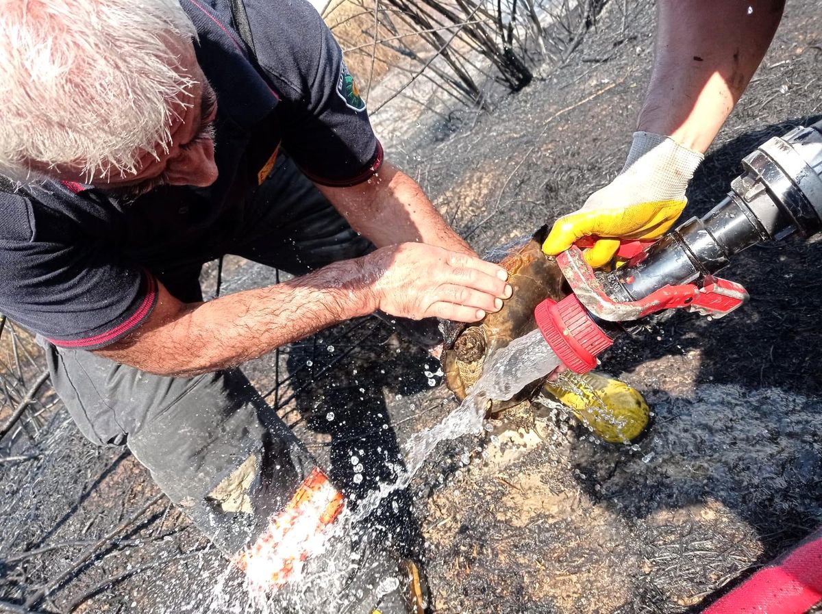 Alevlerin arasında kalan kaplumbağa kurtarıldı