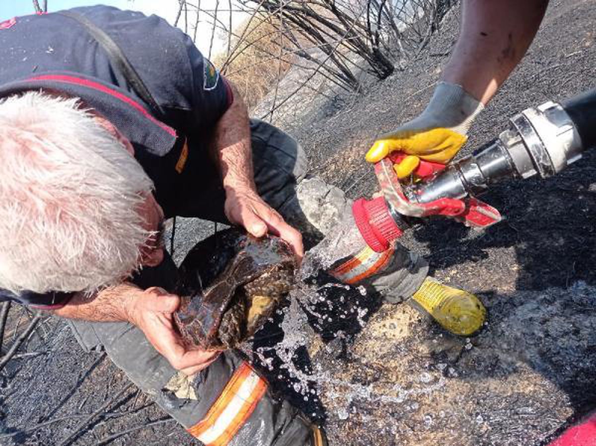 Alevlerin arasında kalan kaplumbağa son anda kurtarıldı