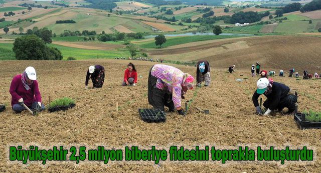 buyuksehir 2 5 milyon biberiye fidesini topra 14259908 o
