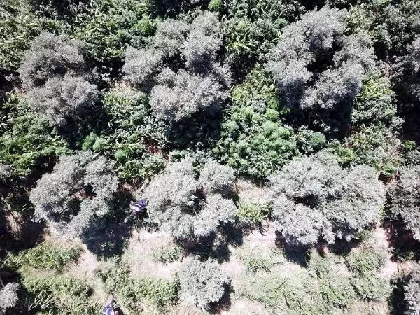 Son dakika haberleri... BAYINDIR'DA JANDARMANIN UYUŞTURUCU OPERASYONUNDA, 3 TUTUKLAMA
