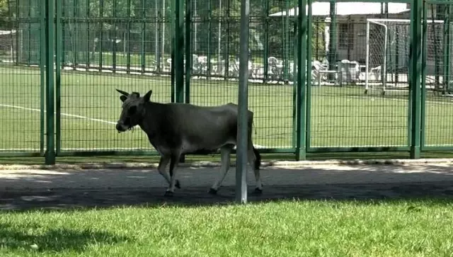 Kurbanlık düve spor tesisine girdi