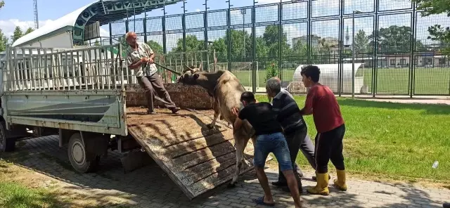 Kurbanlık düve spor tesisine girdi