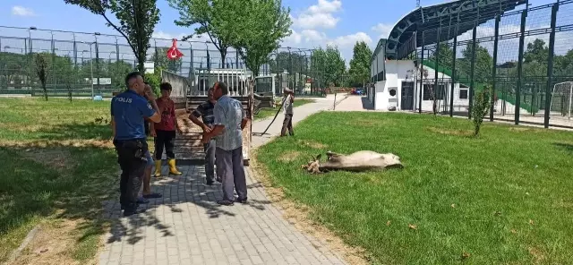 Kurbanlık düve spor tesisine girdi