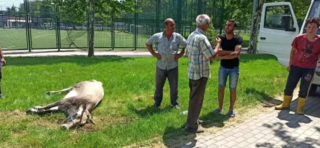 Kurbanlık düve spor tesisine girdi