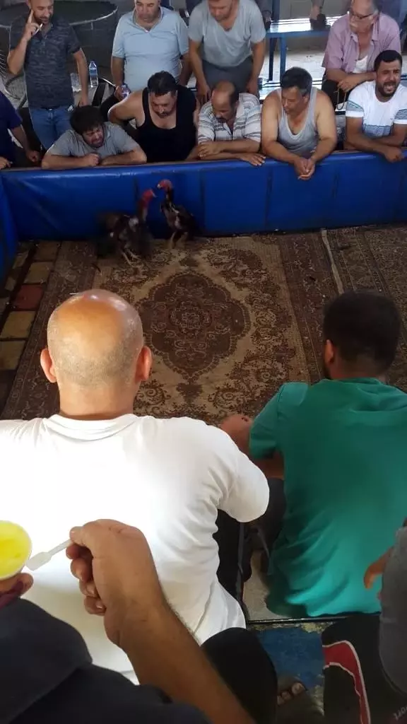 Mersin'de horoz dövüştürülen evdeki 52 kişiye 270 bin 972 lira ceza verildi