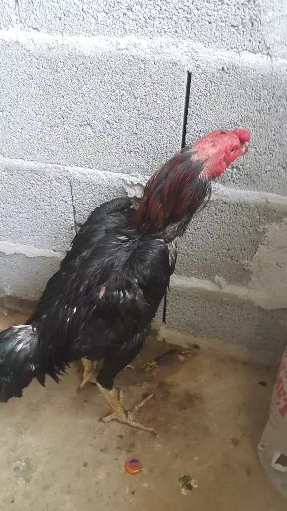 Mersin'de horoz dövüştürülen evdeki 52 kişiye 270 bin 972 lira ceza verildi