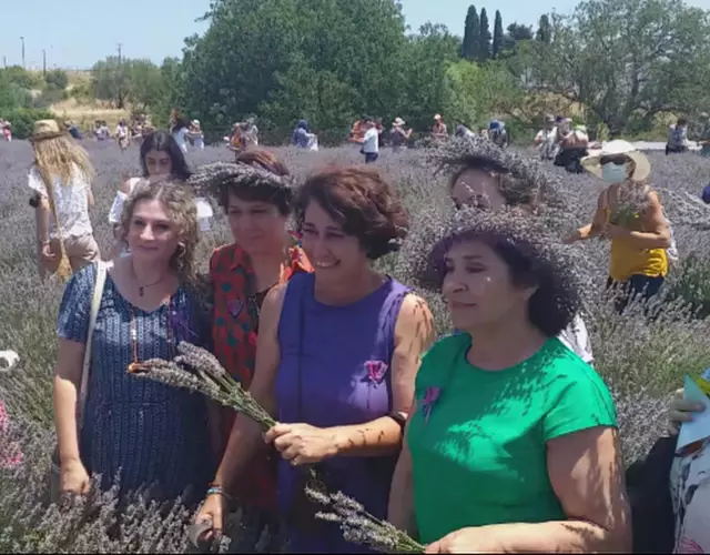 Seferihisar'da lavanta hasadı ve festivali yapıldı Seferihisar'da lavanta hasadı ve festivali yapıldı