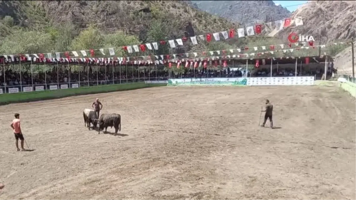 Sular altında kalacak olan ilçede son boğa güreşleri yapıldı