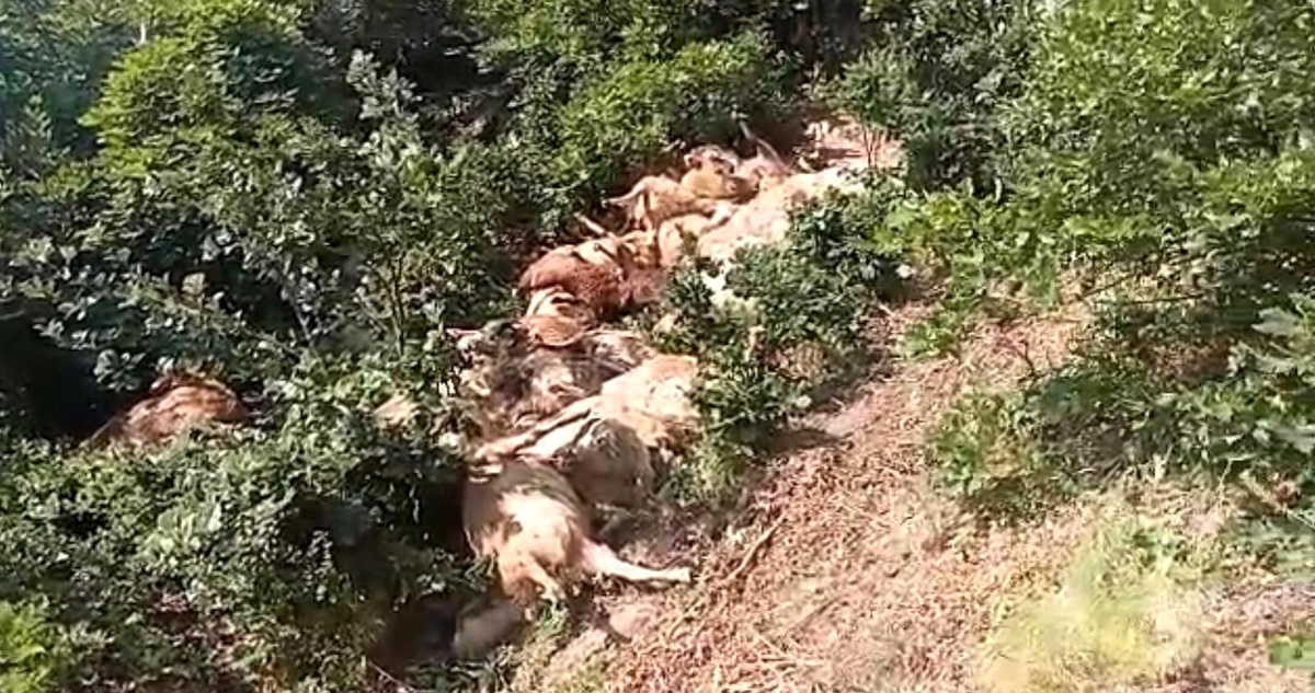 Tunceli'de 80 koyun telef oldu - Vimarsana News