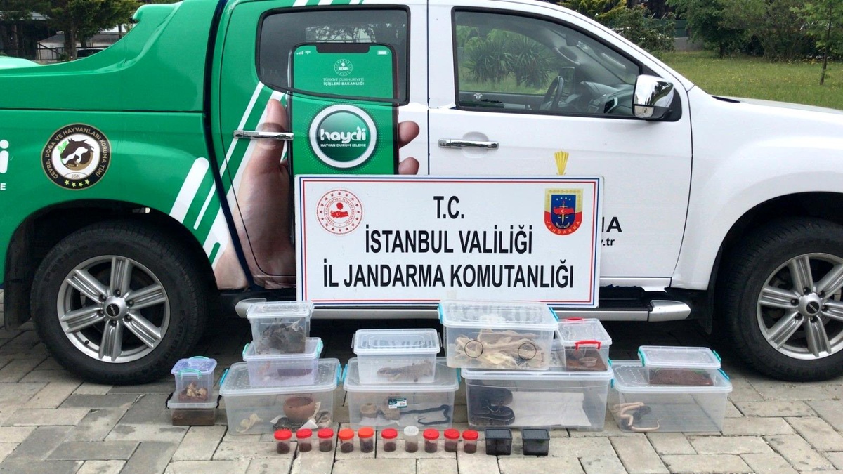 Yasa dışı hayvan ticaretine jandarma engeli - Vimarsana News